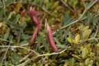 Vicia americana