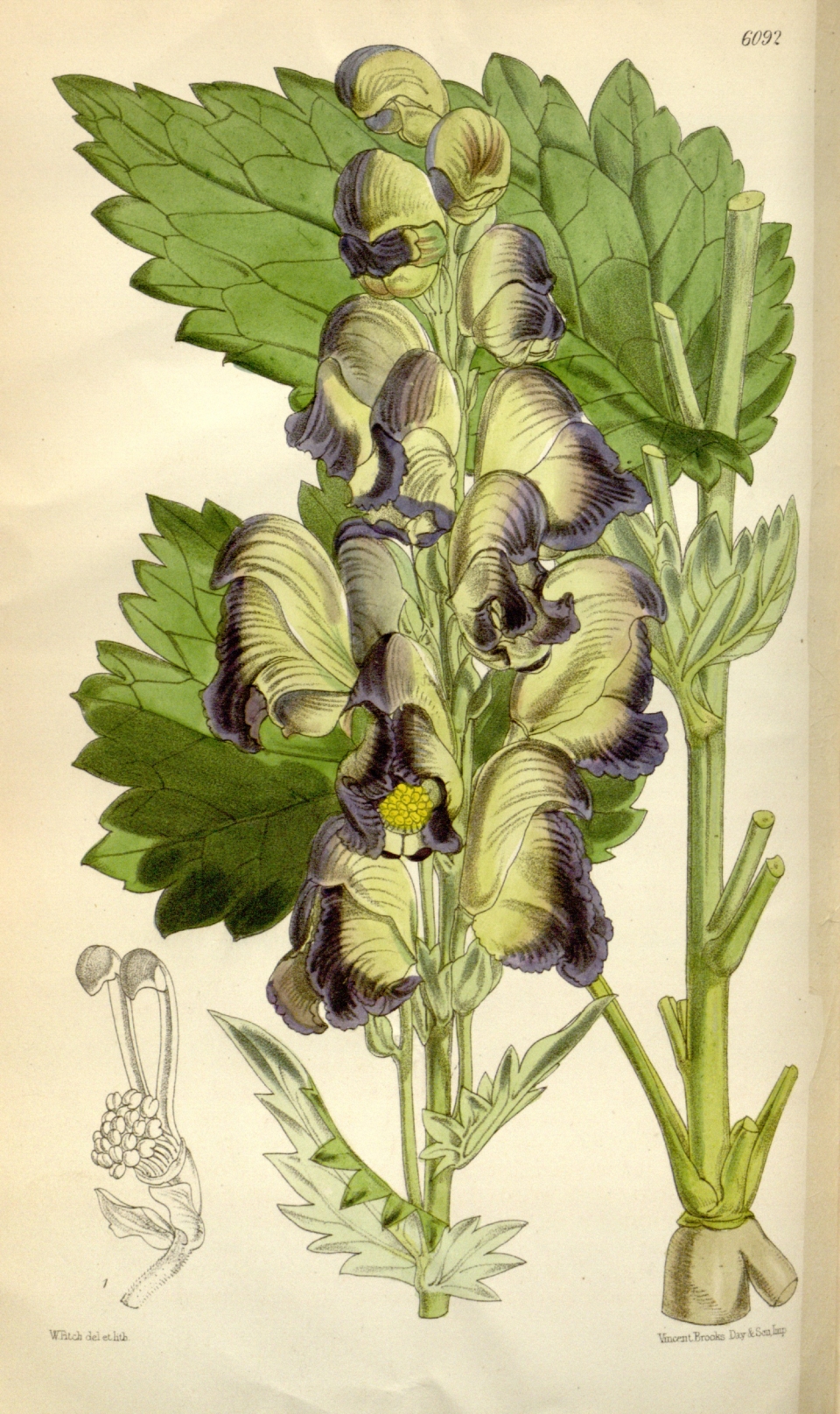 Aconitum heterophyllum