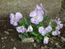 Viola × wittrockiana