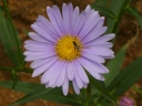 Aster koraiensis