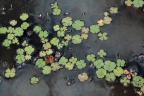 Marsilea drummondii