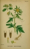 Bidens tripartita