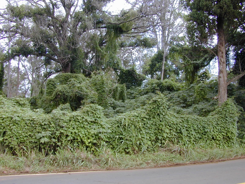 Anredera cordifolia