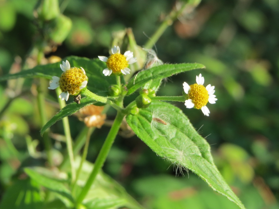 Galinsoga parviflora