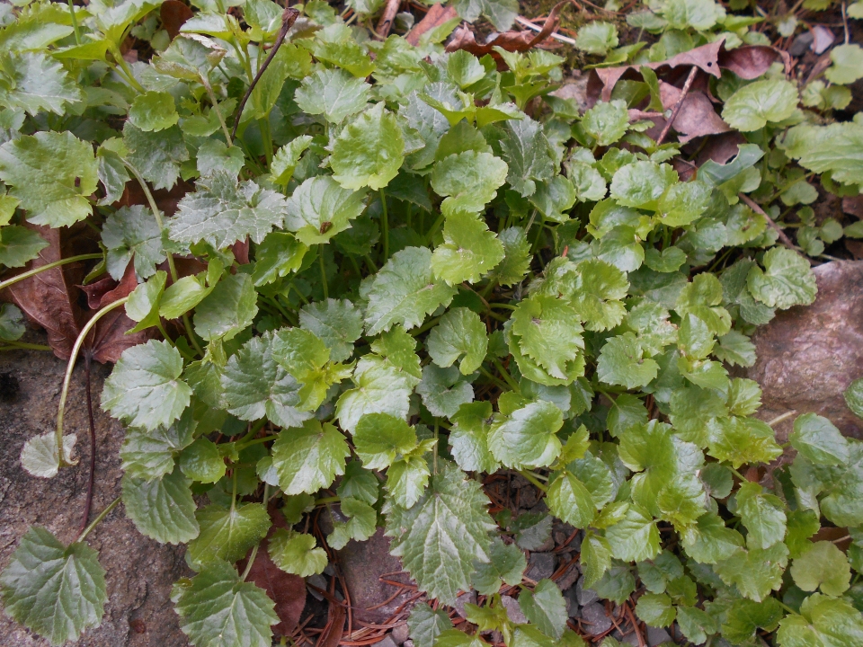 Campanula poscharskyana