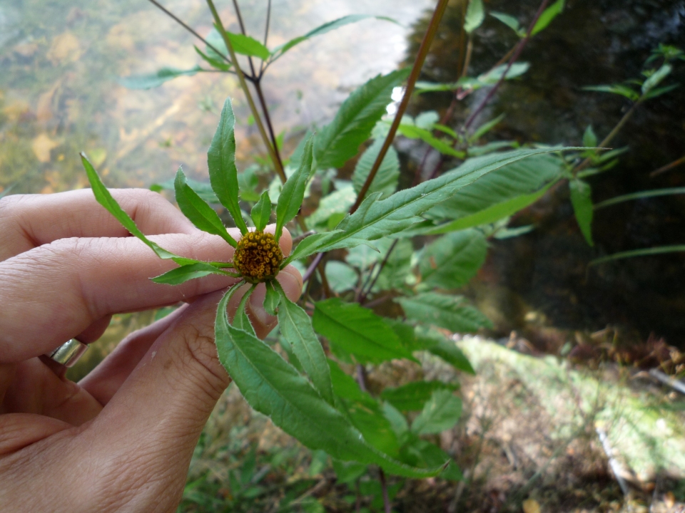 Bidens frondosa