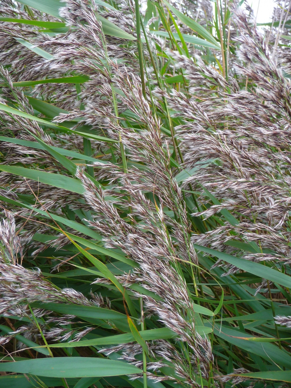 Phragmites australis