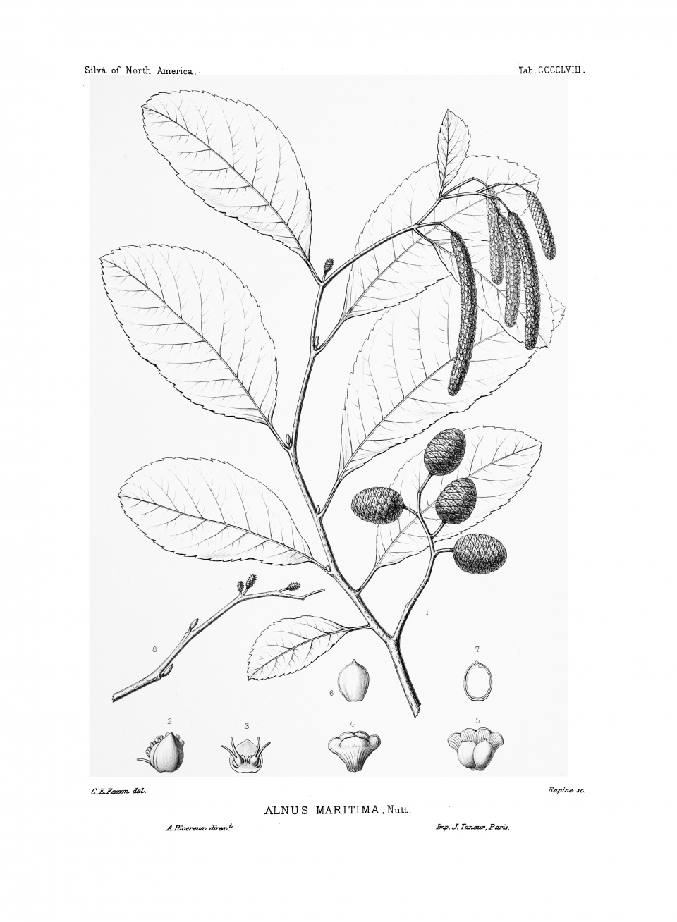 Alnus maritima