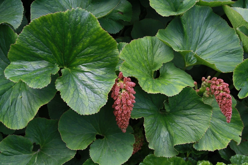 Gunnera perpensa