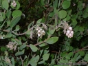 Arctostaphylos glandulosa