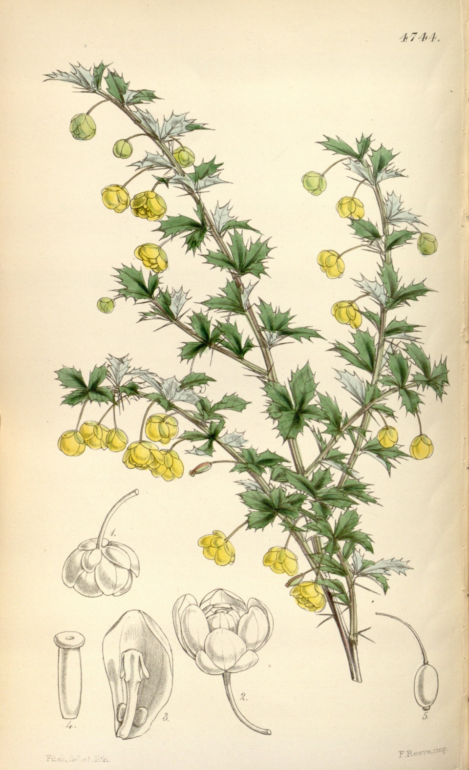 Berberis concinna