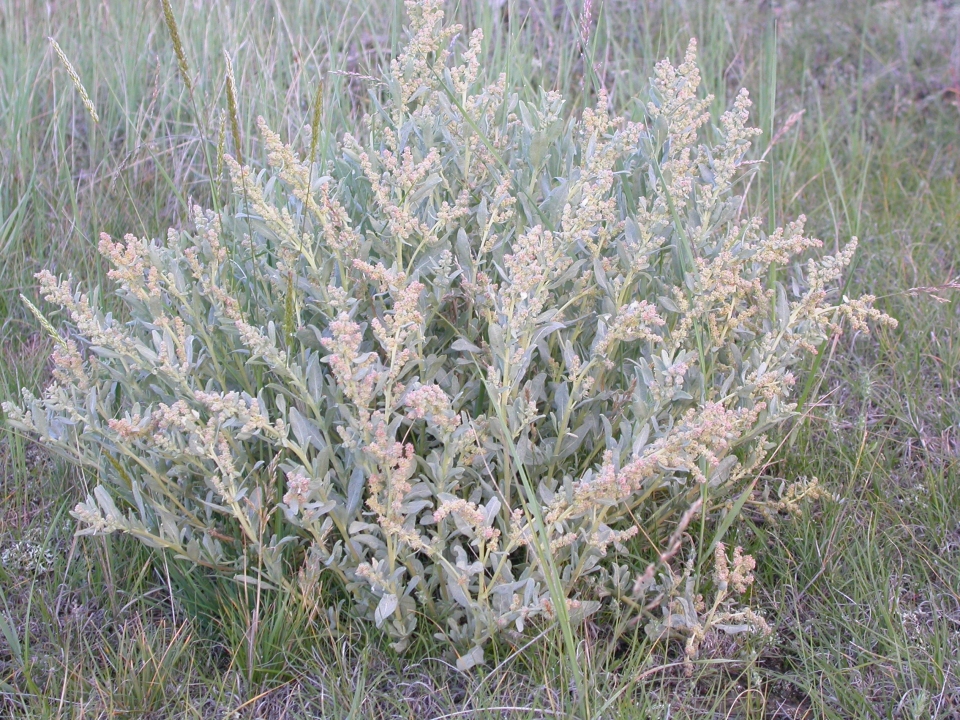 Atriplex gardneri