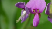 Hylodesmum podocarpum