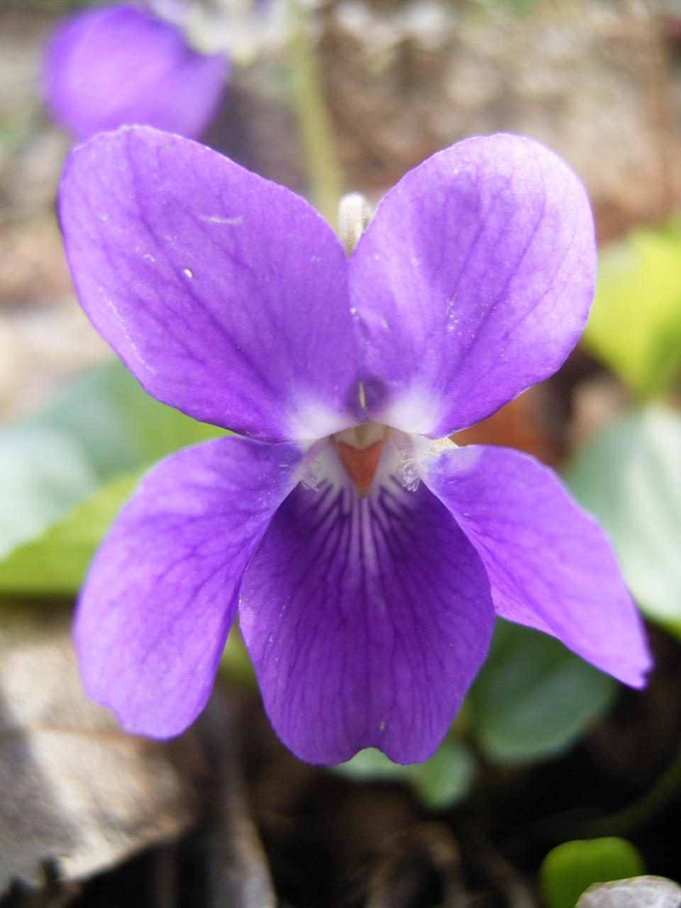 Viola odorata