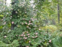 Actinidia kolomikta