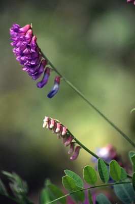 Vicia amurensis