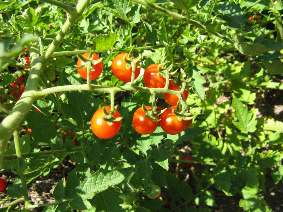 Solanum pimpinellifolium