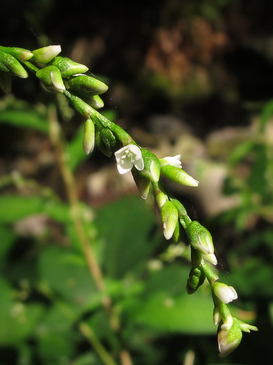 Persicaria hydropiper