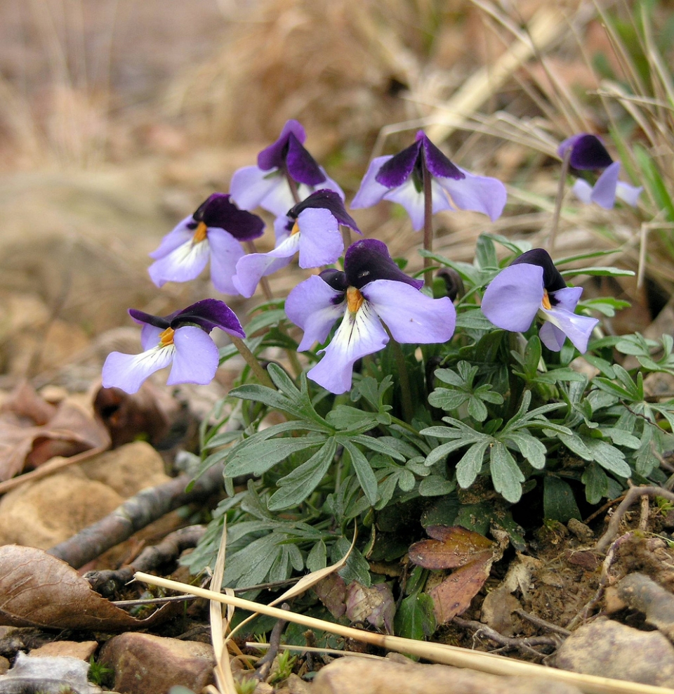 Viola pedata