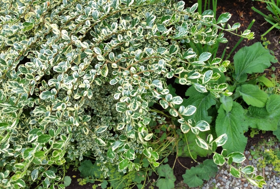 Azara microphylla