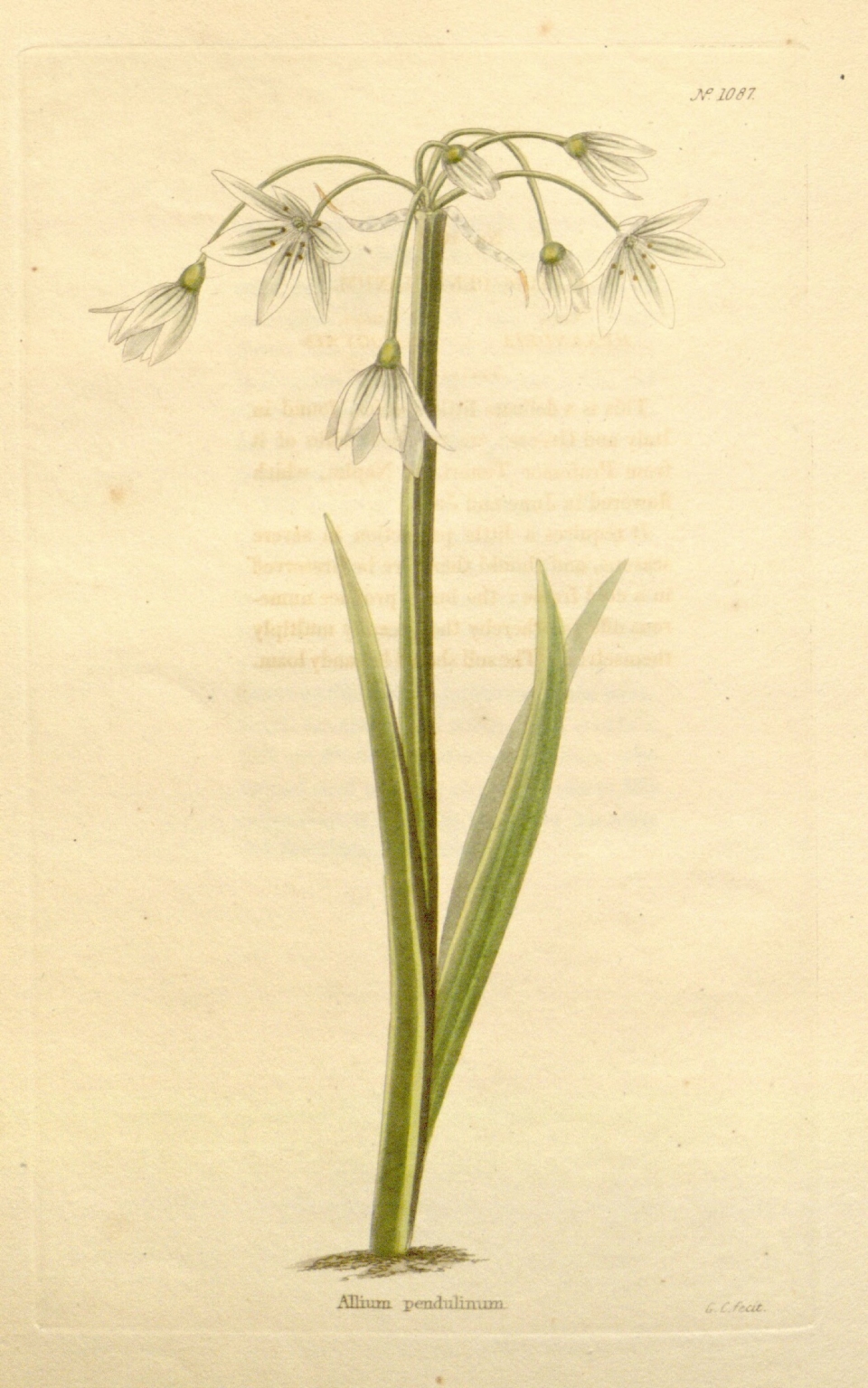 Allium pendulinum