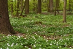 Anemone nemorosa