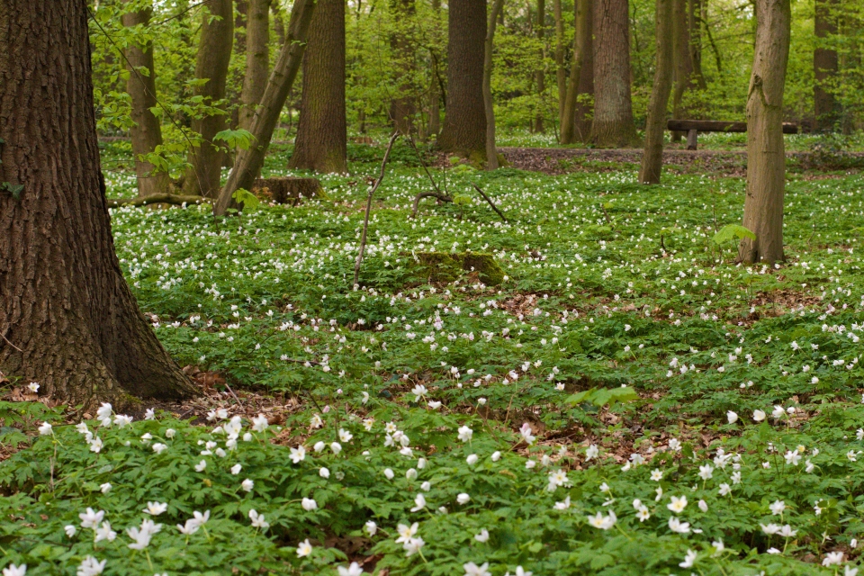 Anemone nemorosa