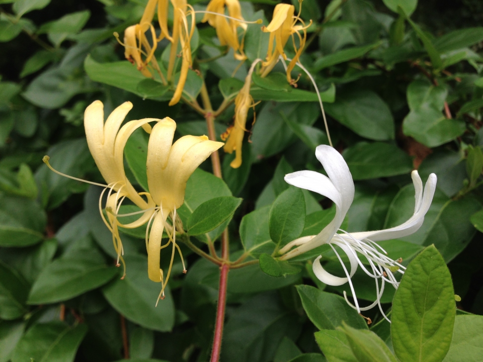 Lonicera japonica