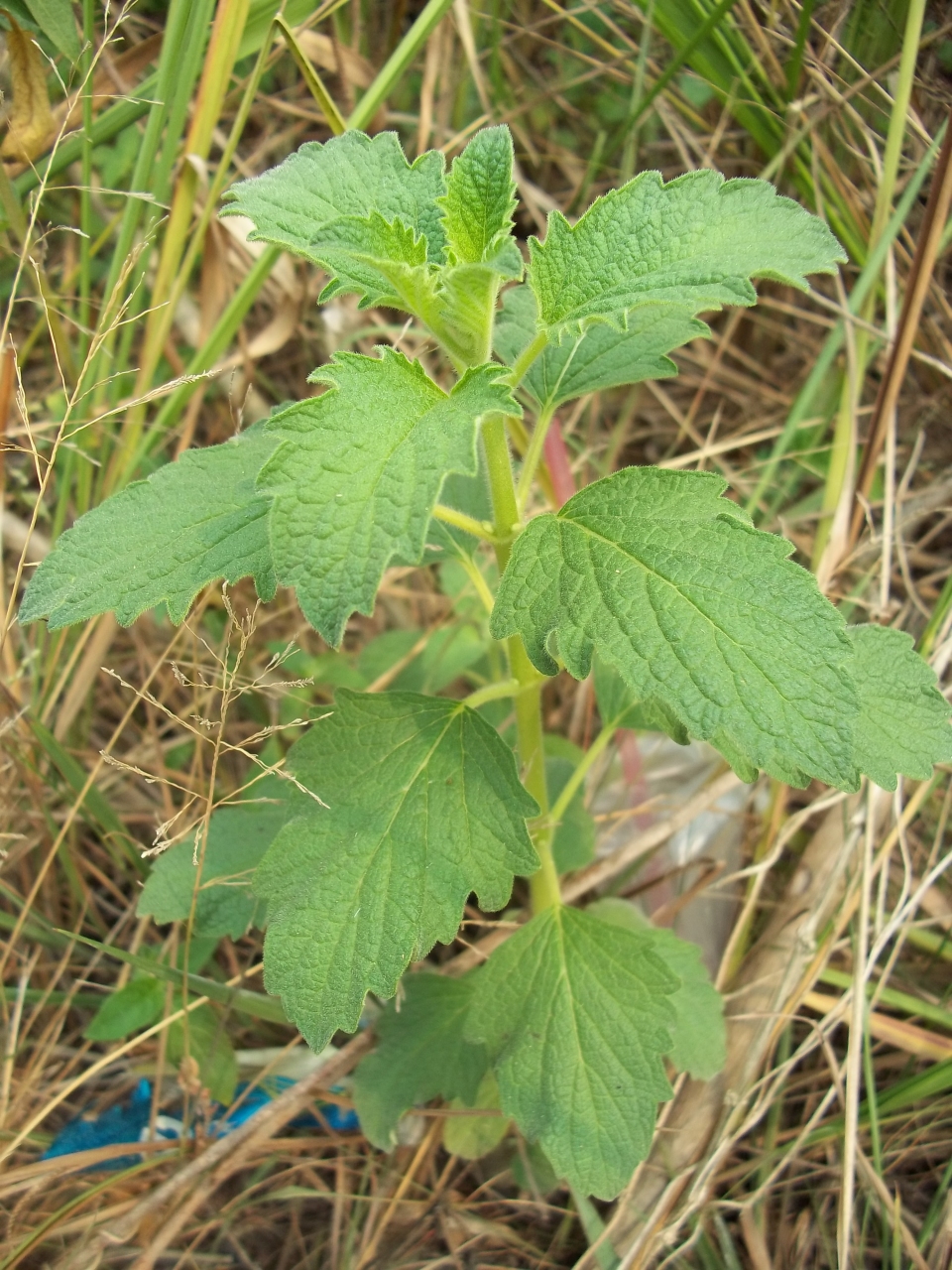 Sesamum indicum