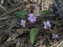 Viola violacea