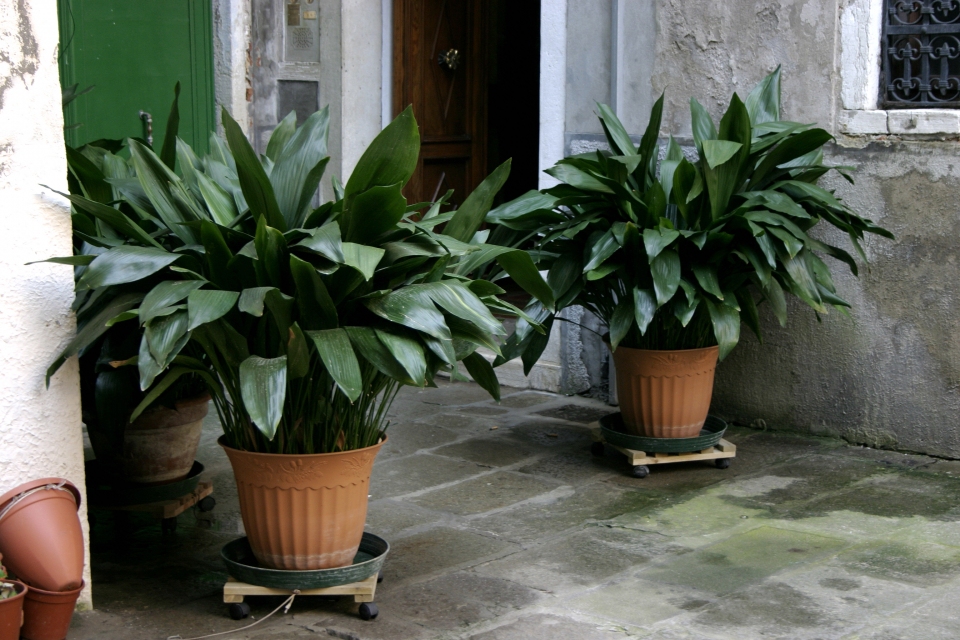 Aspidistra elatior