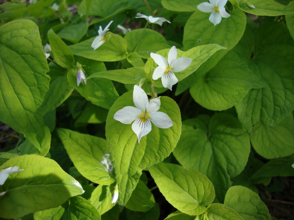 Viola canadensis