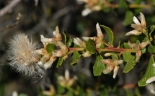 Baccharis pilularis