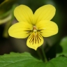 Viola brevistipulata