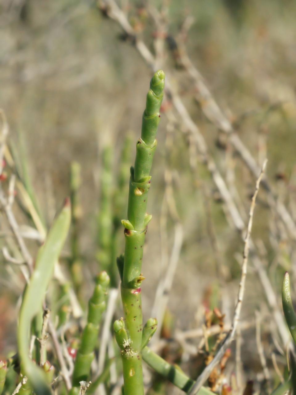 Sarcocornia fruticosa