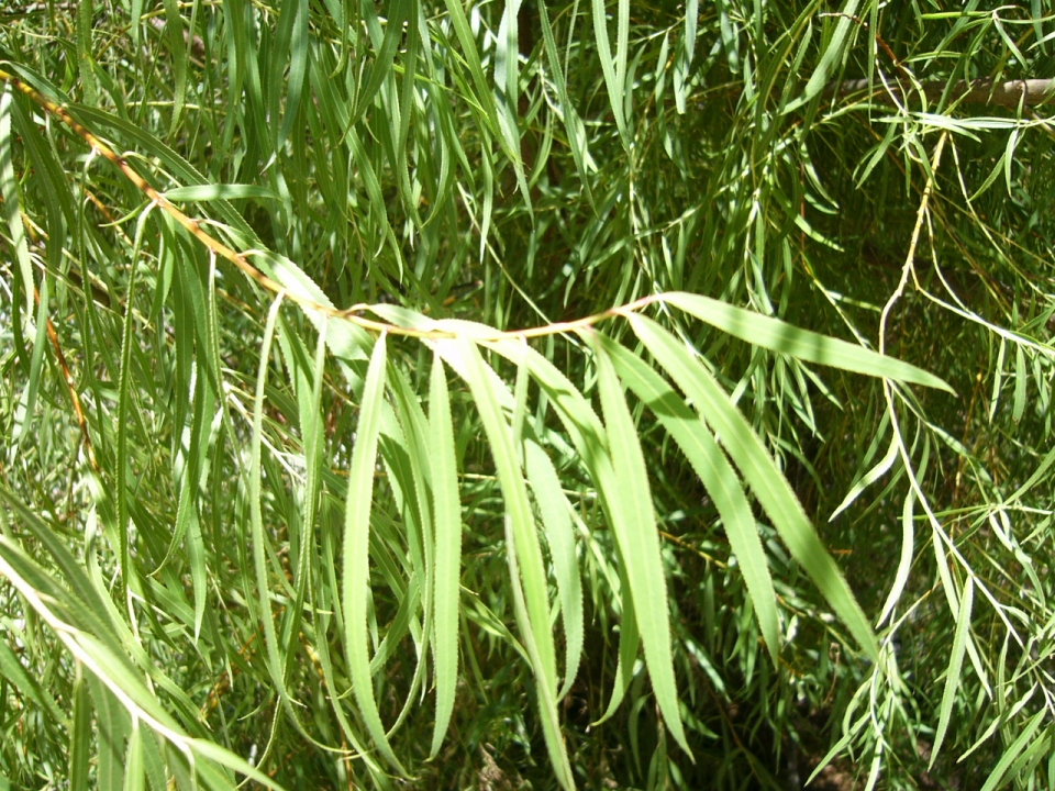 Salix humboldtiana