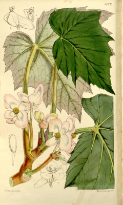 Begonia palmata