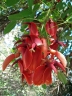 Erythrina crista-galli