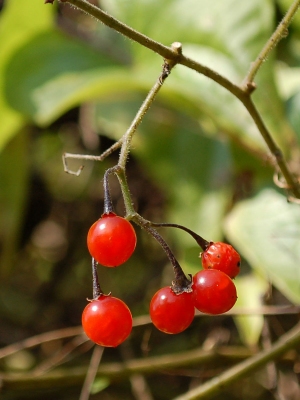 Solanum lyratum