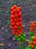 Arum maculatum