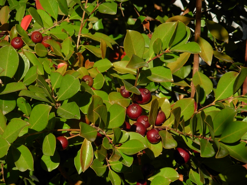 Psidium cattleianum