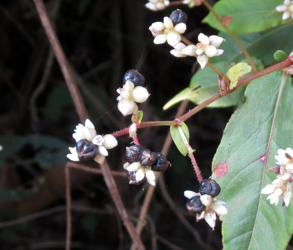 Persicaria chinensis