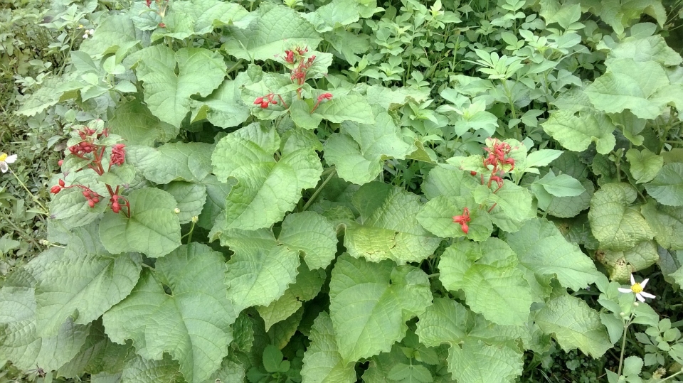 Clerodendrum japonicum