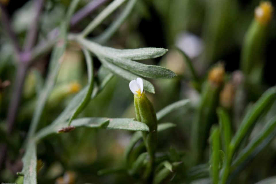 Tagetes filifolia