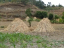 Sorghum bicolor