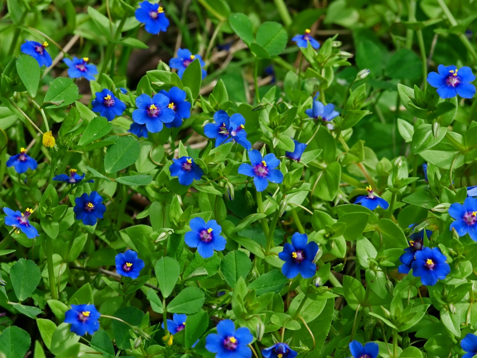 Anagallis arvensis