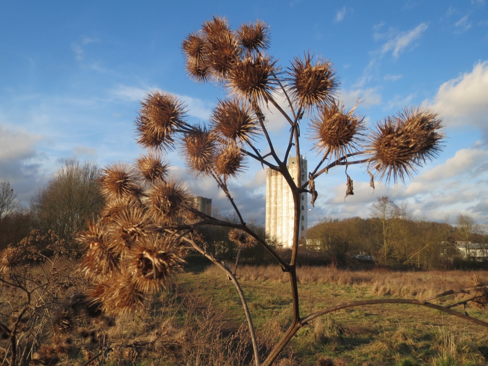 Arctium lappa