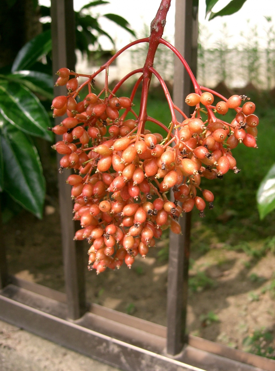 Viburnum odoratissimum