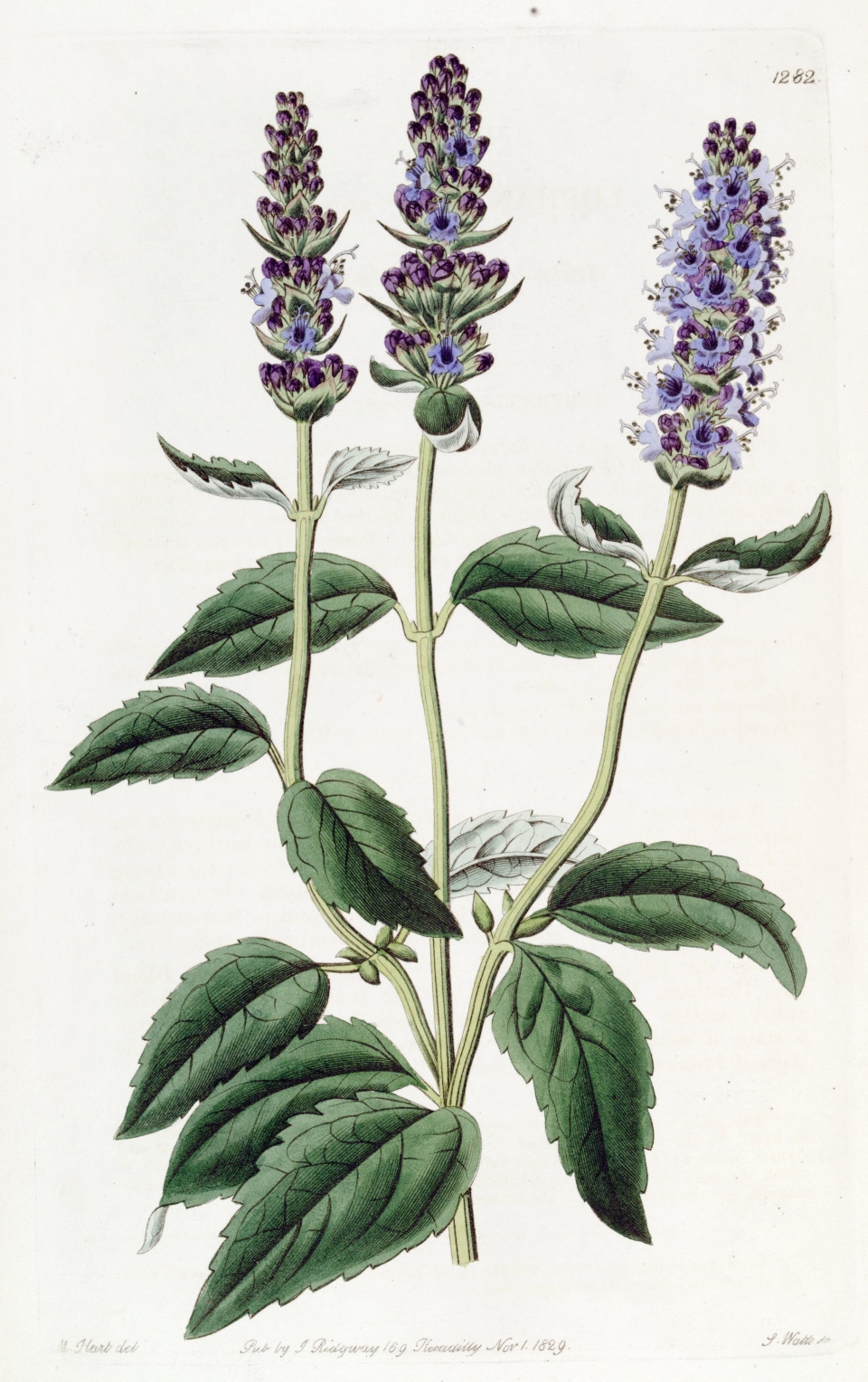 Agastache foeniculum