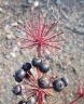 Aralia californica